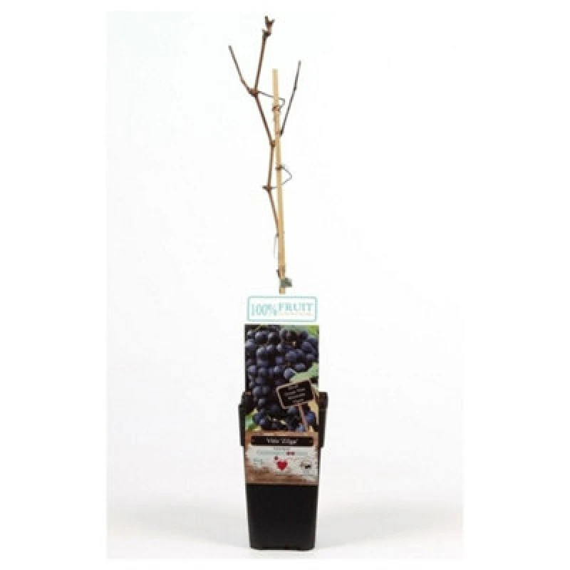 Image of Thompson & Morgan Vitis (Grape) Zilga 15Cm Potted Plant X 2
