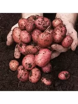 Image of Seed Potato 'Desiree' (Pack Of 6 Tubers)