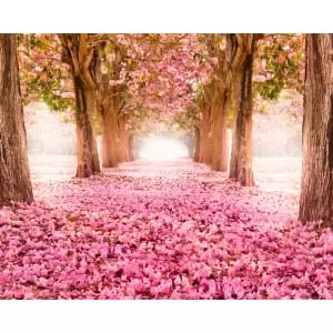 Image of Origin Murals Blossom Trees Rose Pink Wall Mural - 3.5m x 2.8m