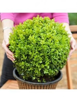 Image of Pair Of Box Balls 30C To 35M Diameter 5L Pot