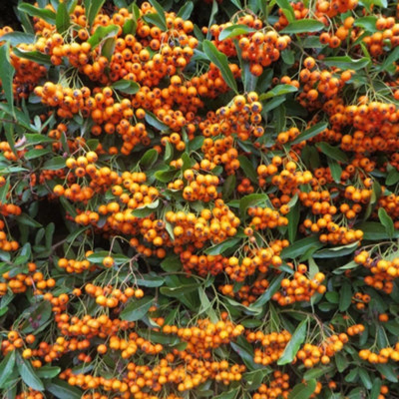 Image of Thompson & Morgan Pyracantha Firelight 9Cm Potted Plant X 1
