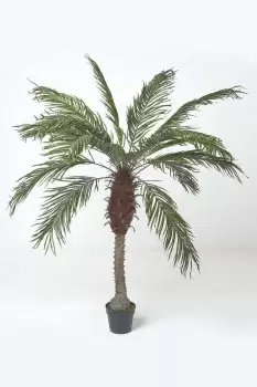 Image of Phoenix Palm Tree in Pot, 160cm Tall