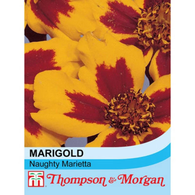 Image of Thompson & Morgan Marigold Naughty Marietta Rhs Kids 1 Packet (100 Seeds)