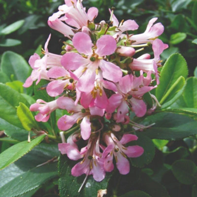 Image of Thompson & Morgan Escallonia Laevis Pink Elle 9Cm Potted Plant X 3