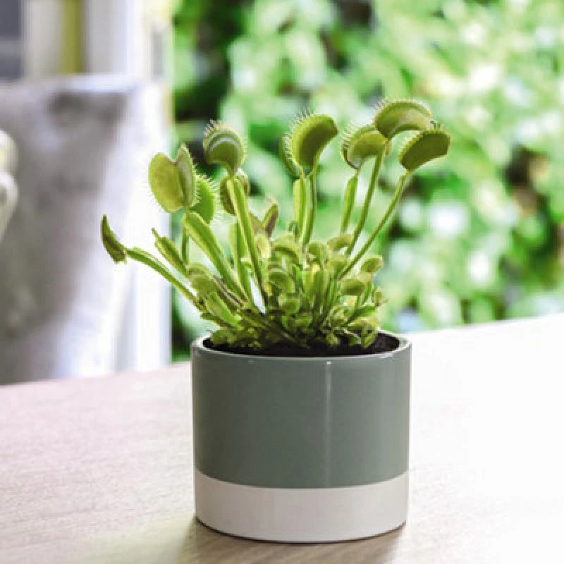 Image of Thompson & Morgan Houseplant Dionaea Muscipula Upright Form (Venus Fly Trap) 9Cm Pot X 2