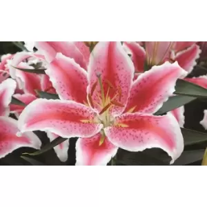 Image of Thompson & Morgan Thompson and Morgan Lily Tasman 10 Bulbs