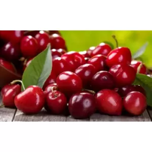 Image of 370923 Ds t&m chrry sylvia mini tree