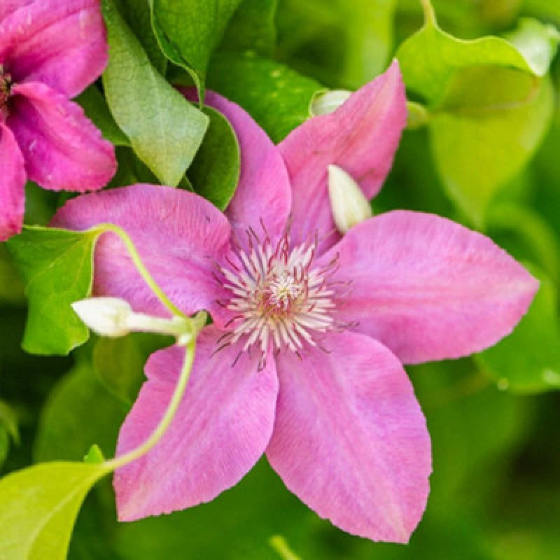 Image of Thompson & Morgan Clematis Pink Fantasy Pale Pink Large Flower Climber July-Sept Shade Tolerant Easy Hardy Garden Plant 7Cm Pot