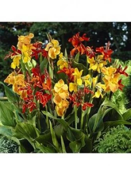 Image of Exotic Canna Tubers Pack Of 5 Tall Mix