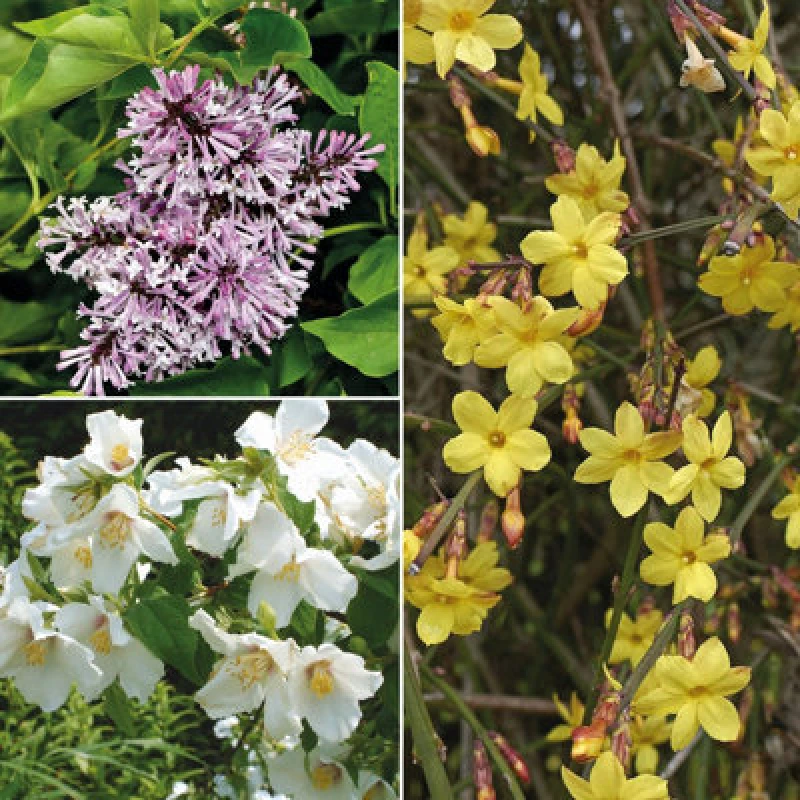 Image of Thompson & Morgan Scented Shrub Collection 9Cm Potted Plant X 3