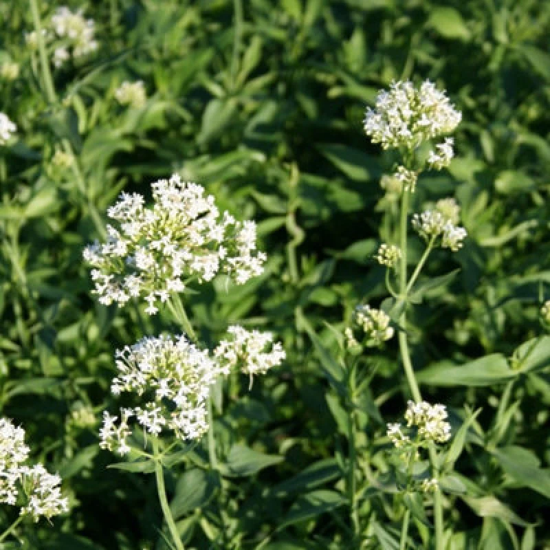 Image of Thompson & Morgan Centranthus Ruber Albus 9Cm Potted Plant X 2