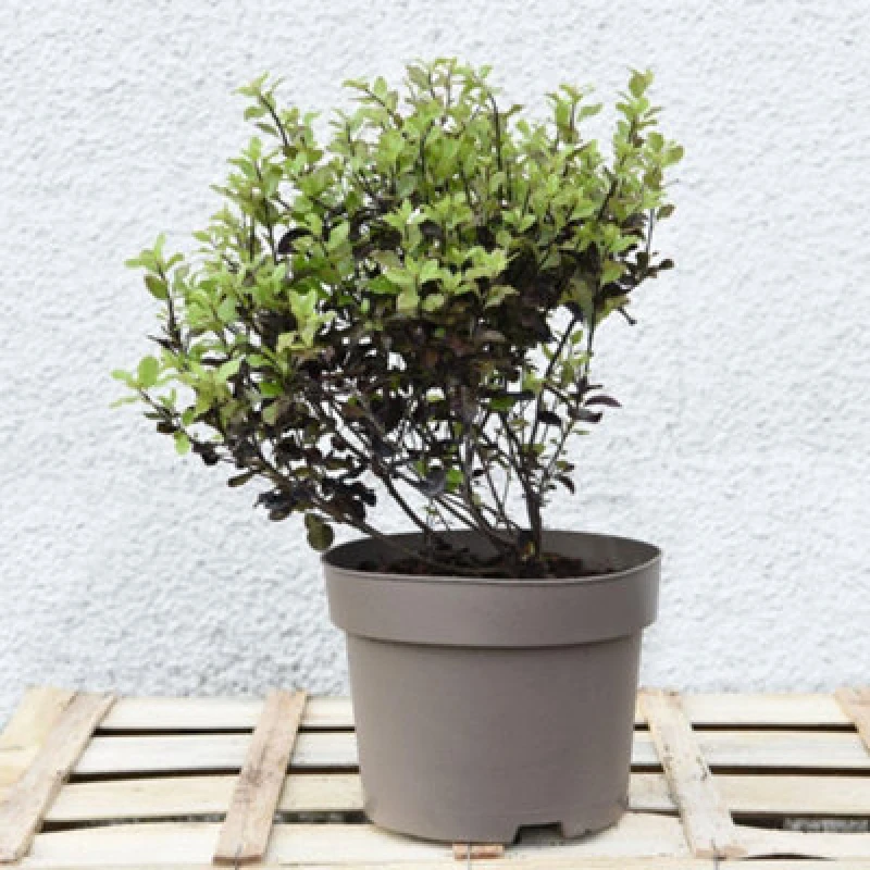 Image of Thompson & Morgan Pittosporum Ten. Tom Thumb 9Cm Potted Plant X 5
