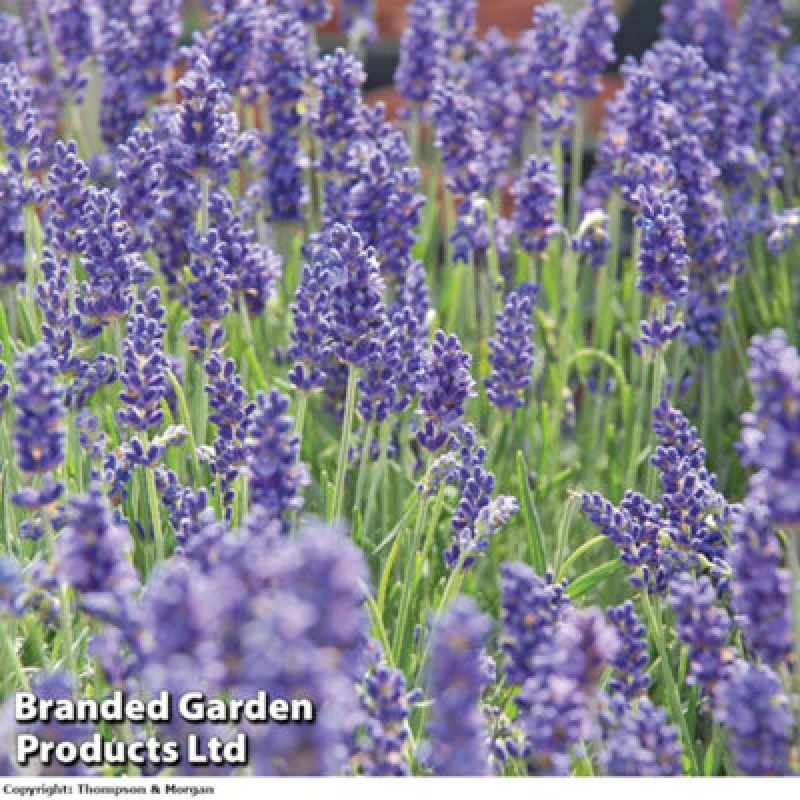 Image of Thompson & Morgan Lavender Lavandula Angustifolia Hidcote 12 Plug Plants