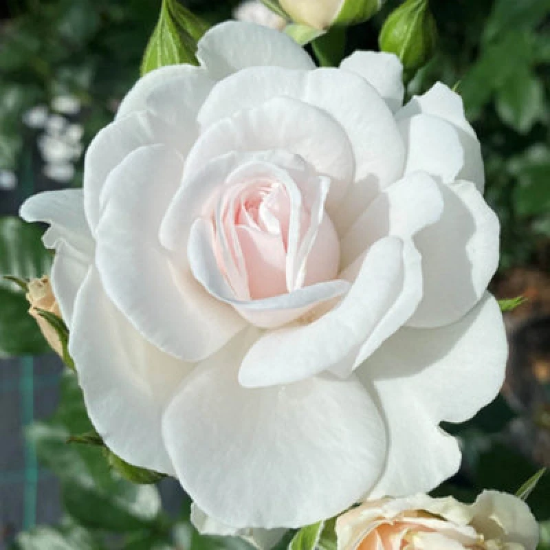 Image of Yougarden Harkness Rose 'silver Wedding 25Th Anniversary' , 1 X 4 Litre Pot, White Pink Flowers, Ready To Plant Garden Shrub