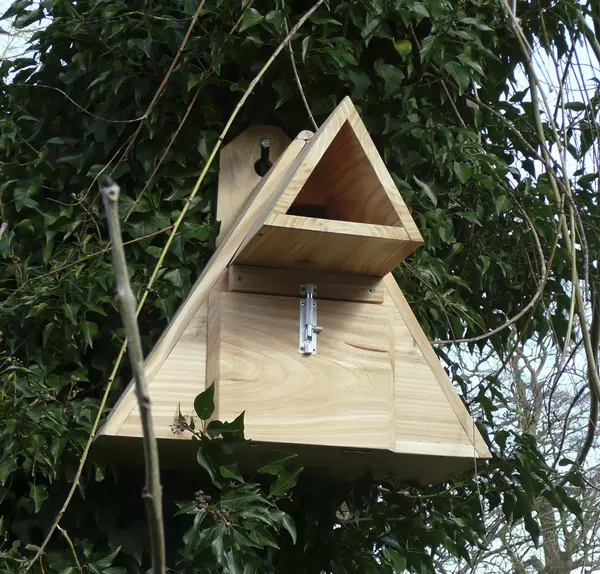 Image of Little Owl Box
