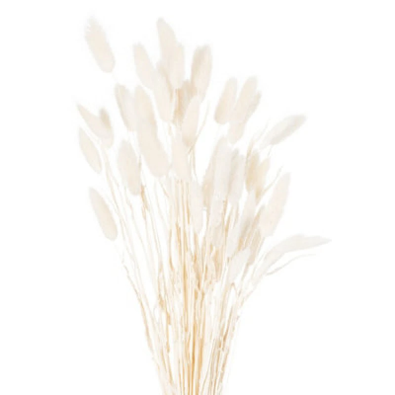 Image of Hill Interiors Dried White Bunny Tail Bunch Of 60