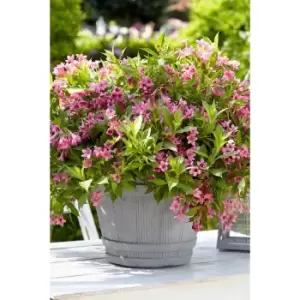 Image of Set of 3 Weigela Picobella Rosa in 9cm Pots