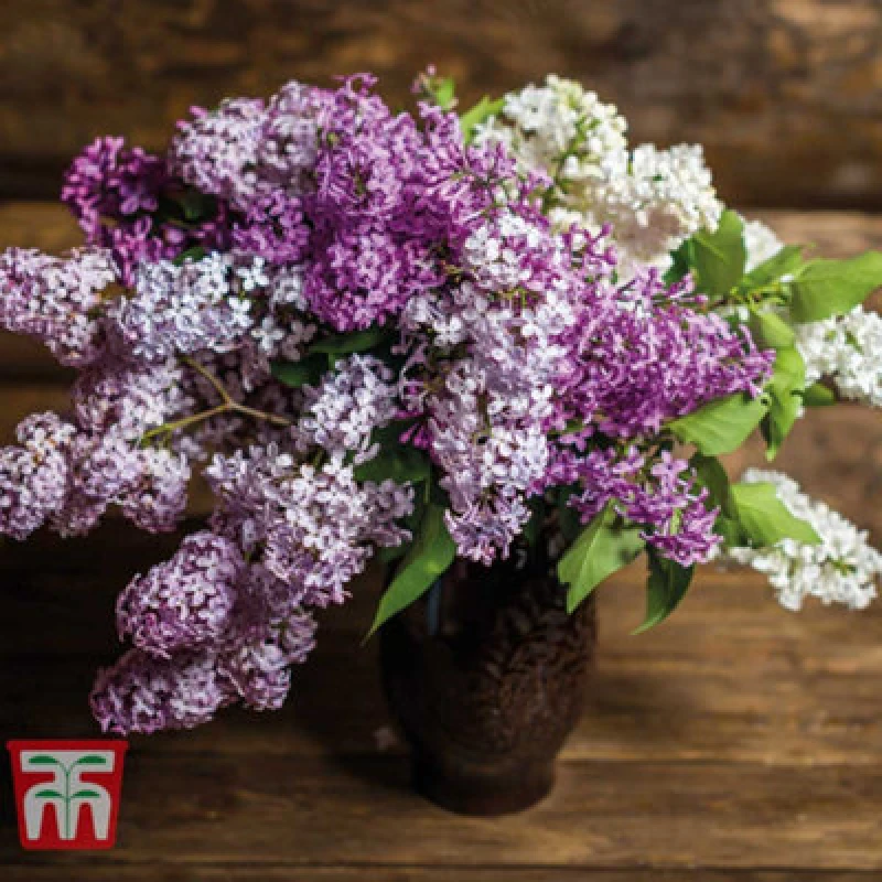 Image of Thompson & Morgan Lilac 'miss Kim' Syringa 9Cm Potted Plant X 1
