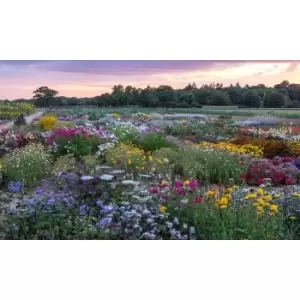 Image of Thompson & Morgan Thompson and Morgan Nurserymans Choice Perennial Cottage Garden Collection x 12