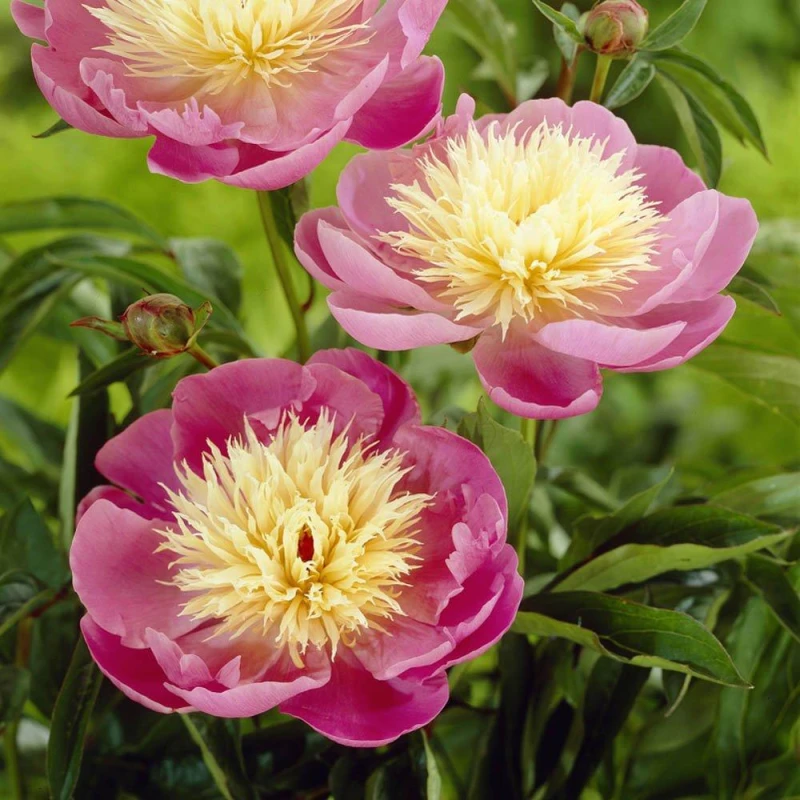 Image of YouGarden Peony Bowl of Beauty (3 x Bare Roots) Pink unisex 3 x Bare R