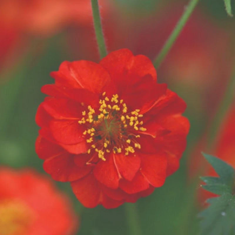 Image of Geum Blazing Sunset Seeds Hardy Perennial Scarlet Flowers 35 Seeds By Thompson & Morgan