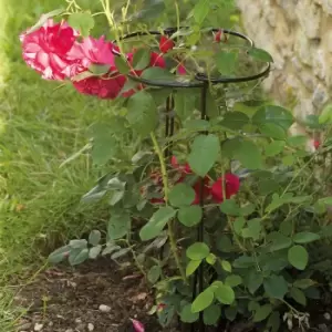 Image of Grohoops 2pk 30cm With 55cm Legs