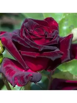 Image of Rose 'Black Baccara' (Bare Root)