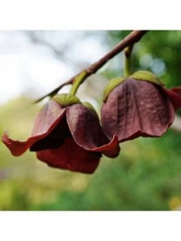 Image of Asimina Triloba 3L