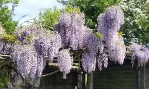 Image of Wisteria Prolific Plant, One