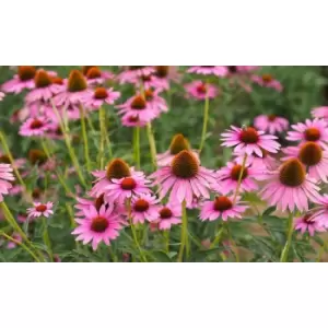 Image of Thompson & Morgan Thompson and Morgan Echinacea Purpurea 3 Bare Roots Size 1