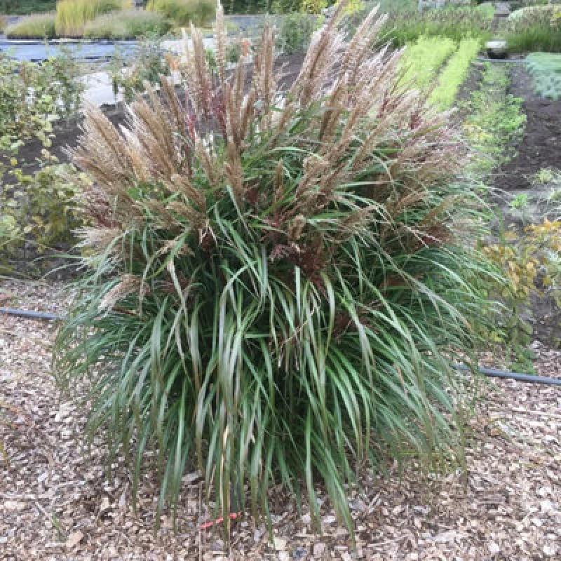 Image of Thompson & Morgan Miscanthus (Grass) Volcano 12Cm Potted Plant X 2