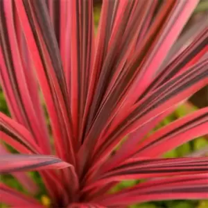 Image of YouGarden Cordyline 'Southern Splendour' 17cm - Brown