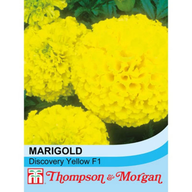 Image of Thompson & Morgan Marigold Discovery Series F1 Hybrid Yellow 1 Seed Packet (20 Seeds)