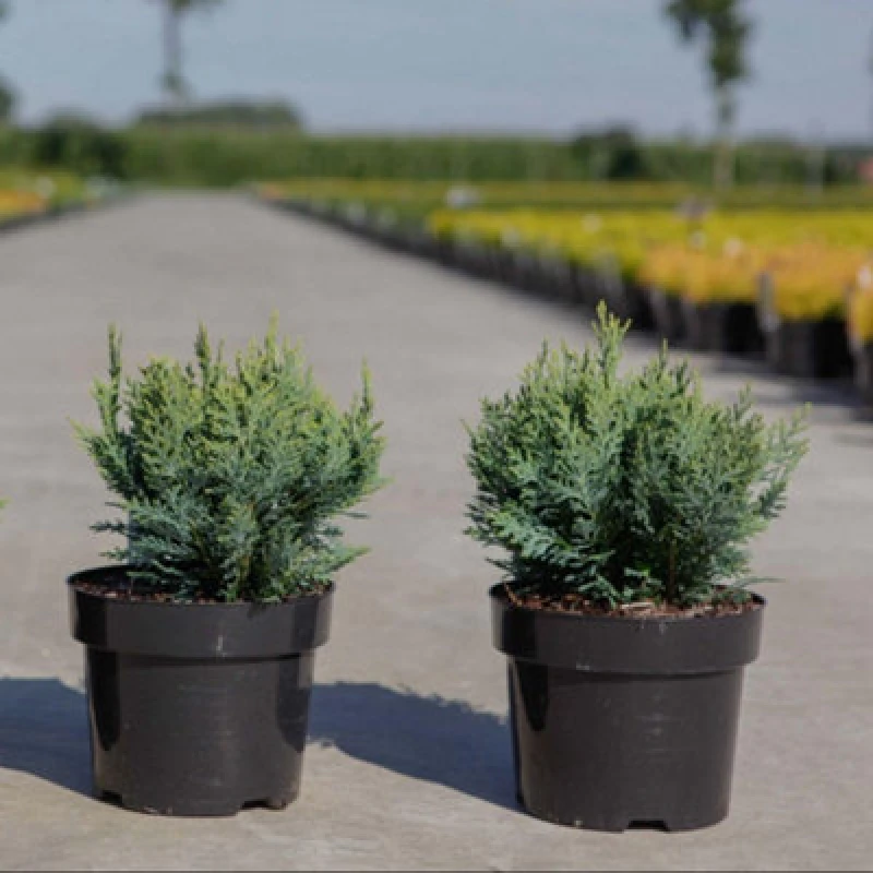 Image of Thompson & Morgan Chamaecyparis Lawsoniana White Spotted Plant 9Cm Potted Plant X 3
