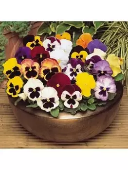 Image of Pansy Matrix Mixed 20 Garden Ready Plants