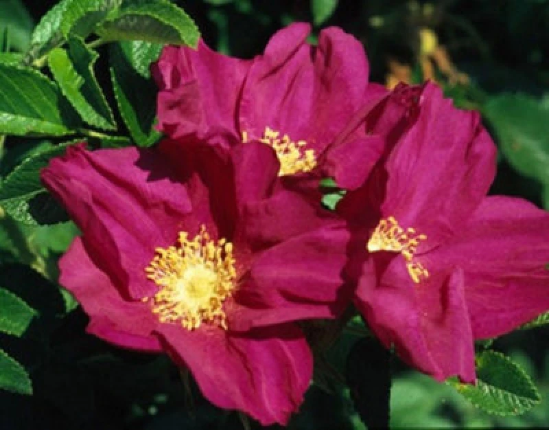 Image of Inspirational Gifting 1-2ft Red Hedging Rose (Rosa Rugosa 'rubra') Bare Root Hedging Plants Tree Sapling - Pack Of 10
