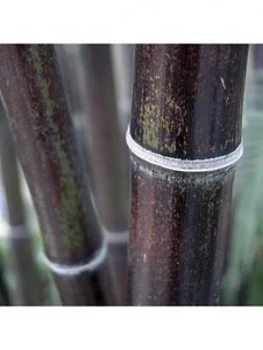Image of Black Bamboo Phyllostachys Nigra 5L Pot 60 To 100Cm