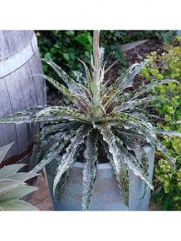 Image of Mangave 'Mint Chocolate Chip'; 19Cm Pot