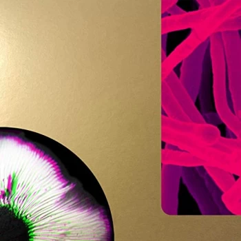 Image of Andrea Taeggi - Mycorrhiza Vinyl