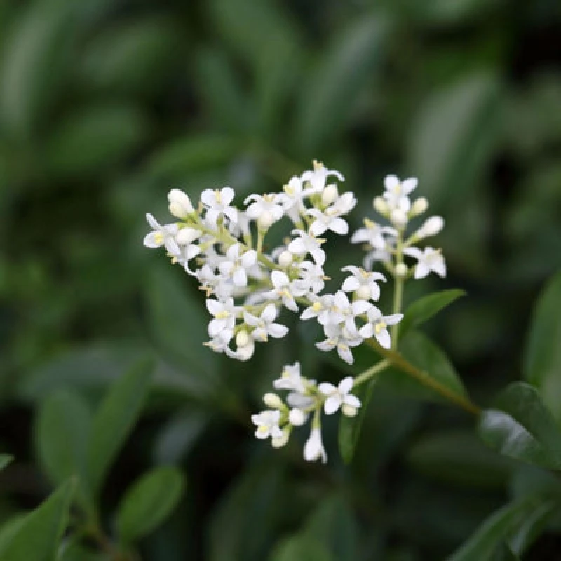Image of Thompson & Morgan Ligustrum Vulgaris Liga 9Cm Potted Plant X 2