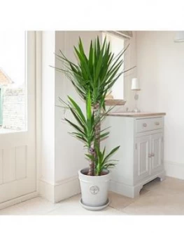 Image of Yucca 3 Stem 90/45/20Cm In 24Cm Pot 1.3M Tall