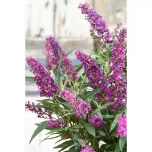 Image of Pair of Buddleia Butterfly Tower in 12cm Pots