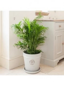 Image of Areca Palm 24Cm Pot 120 Tall