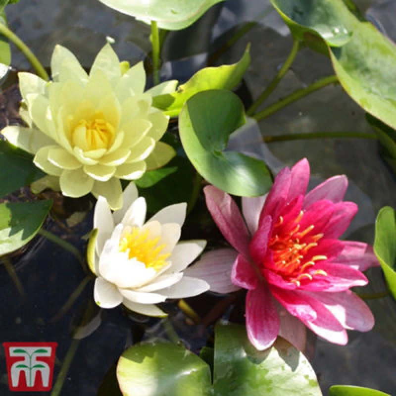 Image of Thompson & Morgan Water Lily (Nymphaea) Trio Collection + Pond Basket X 1