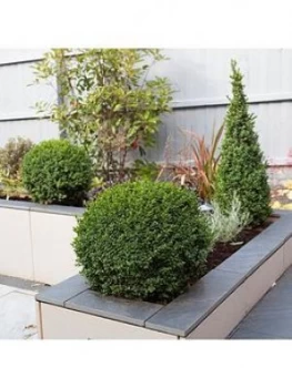 Image of Buxus Ball 30-35Cm Diameter 5L Pot