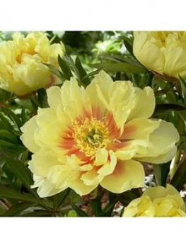 Image of Premium Paeony Hybrid 'Bartzella' Bare Root