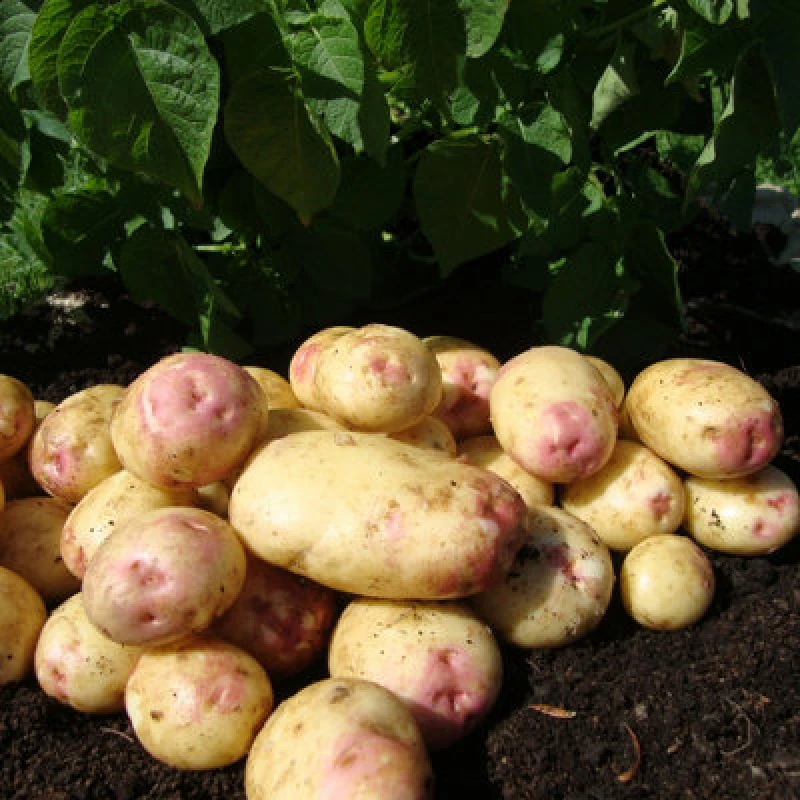 Image of You Garden Seed Potato 'King Edward' (Maincrop) - 2.5Kg One Colour UK4DT Unisex
