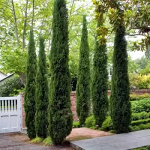 Image of YouGarden Pair of Italian Cypress Trees 1.2-1.4m