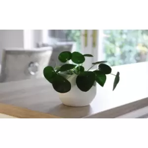 Image of Thompson & Morgan Thompson and Morgan Pilea - Chinese Money Plant 11cm Pot x 2