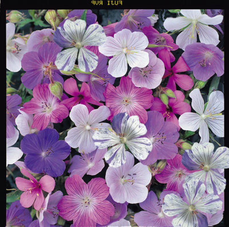 Image of Thompson & Morgan Geranium Reflections 1 Seed Packet (10 Seeds)